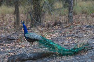 India_104