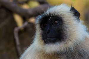 India_107