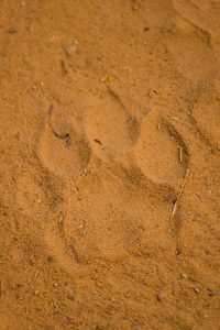 India_109