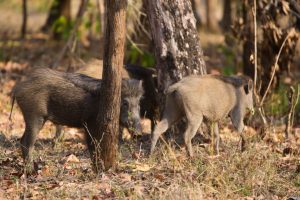 India_113